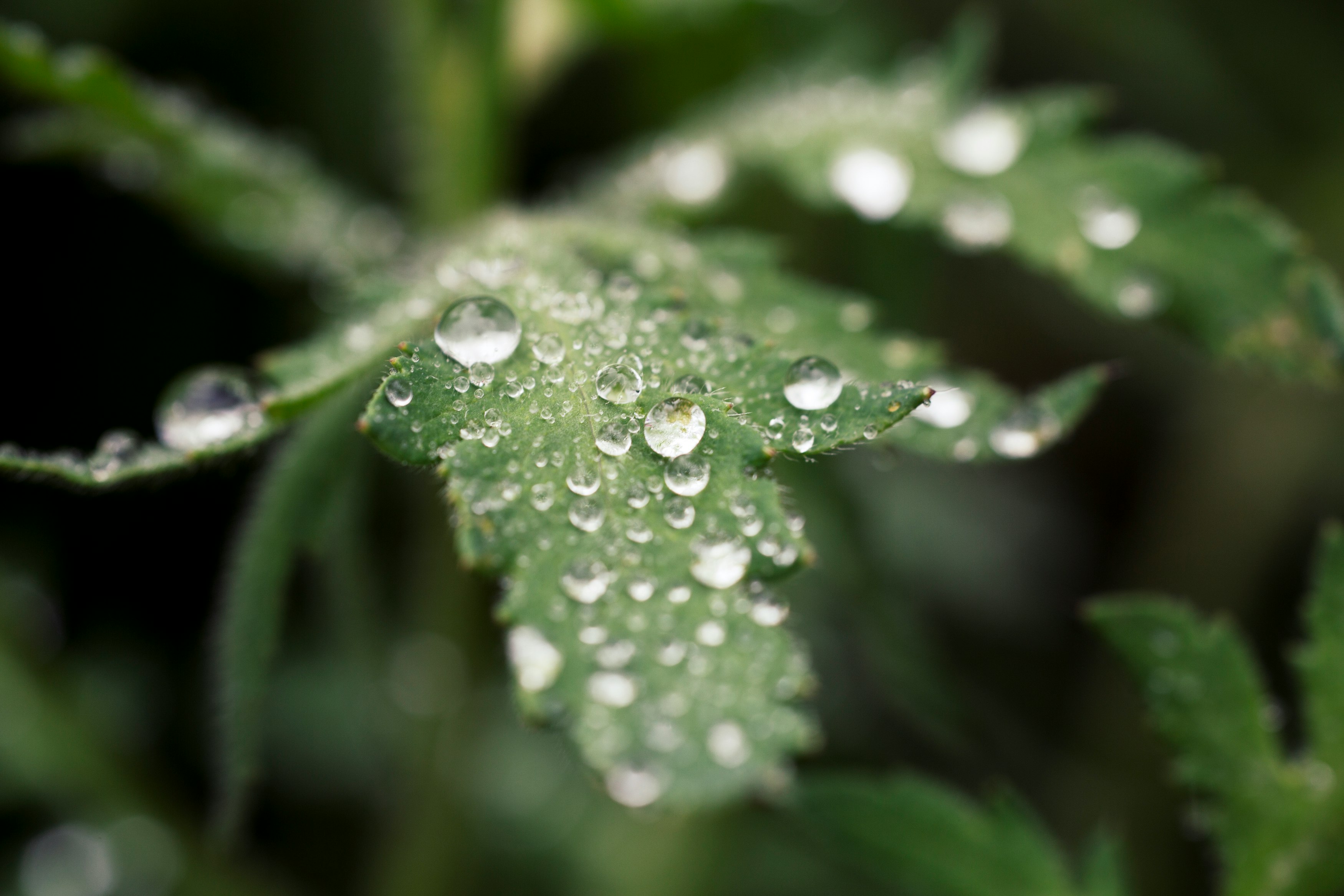 water droplets on green plant